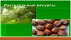 Растительные ресурсы