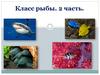 Класс рыбы. 2 часть