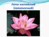 Лотос каспийский