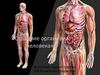 Строение организма человека