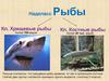 Надкласс Рыбы