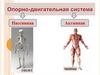 Опорно - двигательная система человека