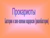 Прокариоты. Бактерии и сине - зеленые водоросли (цианобактерии)