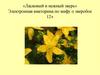 «Ласковый и нежный зверь». Электронная викторина по мифу о зверобое. 12+
