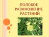 Половое размножение растений