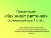 Как живут растения. Окружающий мир (1 класс)