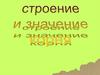 Строение и значение корня
