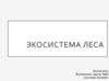 Экосистема леса
