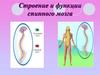 Строение и функции спинного мозга