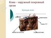 Кожа – наружный покровный орган