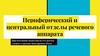 Периферический и центральный отделы речевого аппарата