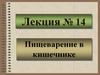 Пищеварение в кишечнике. Лекция № 14
