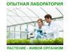 Растение как живой организм. Опыты