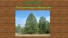 Лиственница сибирская