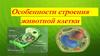 Особенности строения животной клетки