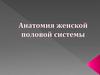 Анатомия женской половой системы