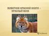 Красный волк