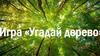 Игра «Угадай дерево»
