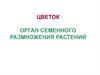 Цветок. Орган семейного размножения растений
