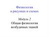 Физиология возбудимых тканей. Синапсы