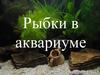 Рыбки в аквариуме