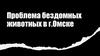 Проблема бездомных животных в г. Омске