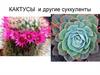 Кактусы и другие суккуленты