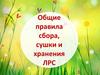 Общие правила сбора, сушки и хранения ЛРС