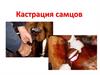 Кастрация самцов
