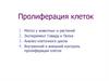 Пролиферация клеток
