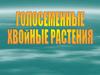 Голосеменные хвойные растения