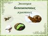 Эволюция беспозвоночных животных