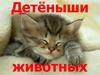 Детёныши животных