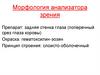 Морфология анализатора зрения