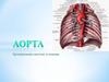 Аорта. Артериальная система туловища