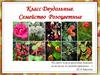 Класс Двудольные. Семейство Розоцветные