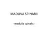 Maduva spinarii