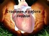 Строение и работа сердца (урок № 25)