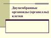Двумембранные органеллы