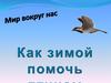 Как зимой помочь птицам