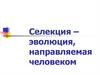 Селекция – эволюция, направляемая человеком