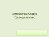 Семейства Класса Однодольных