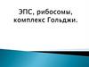 Эндоплазматическая сеть, рибосомы, комплекс Гольджи