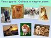 Собака в нашем доме