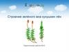 Строение зелёного мха кукушкин лён