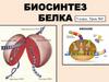 Биосинтез белка