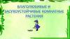 Влаголюбивые и засухоустойчивые комнатные растения