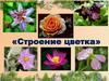 Строение цветка
