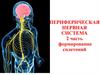 Периферическая нервная система человека. Формирование сплетений