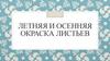 Летняя и осенняя окраска листьев